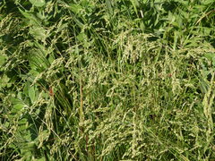 Festuca paradoxa