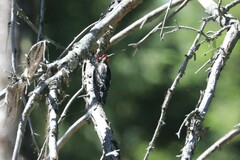 Sphyrapicus ruber × nuchalis