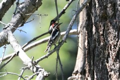 Sphyrapicus ruber × nuchalis