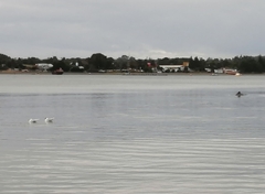 Cephalorhynchus eutropia