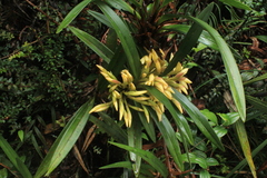 Maxillaria embreei