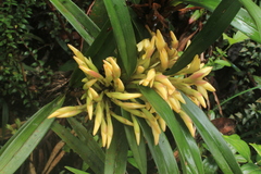 Maxillaria embreei