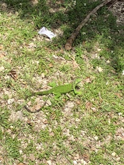 Iguana iguana