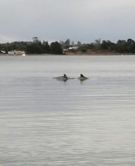 Cephalorhynchus eutropia