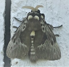 Megalopyge albicollis superba
