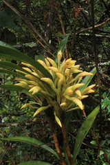 Maxillaria embreei