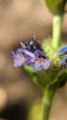 Penstemon rydbergii aggregatus