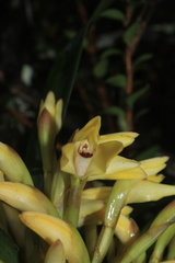 Maxillaria embreei