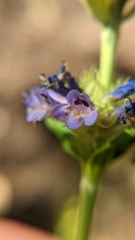 Penstemon rydbergii aggregatus