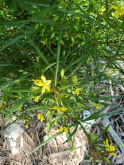 Lysimachia quadriflora
