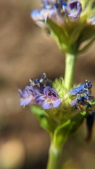 Penstemon rydbergii aggregatus