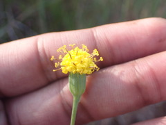 Senecio othonniflorus