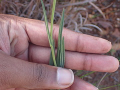 Senecio othonniflorus