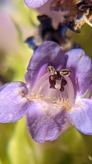 Penstemon rydbergii aggregatus