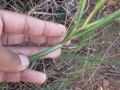 Senecio othonniflorus