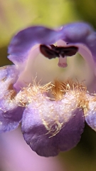 Penstemon rydbergii aggregatus