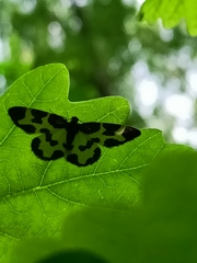 Lomaspilis