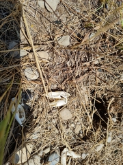 Chrysemys picta marginata