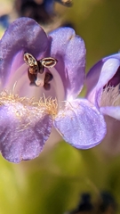 Penstemon rydbergii aggregatus