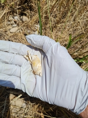 Chrysemys picta marginata