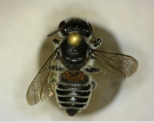 iNaturalist observation photo of Leafcutter, Mortar, and Resin Bees