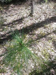 Pinus sibirica