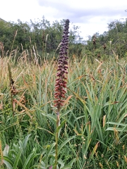 Digitalis parviflora