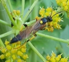 Ichneumon sarcitorius