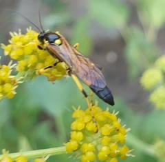 Ichneumon sarcitorius
