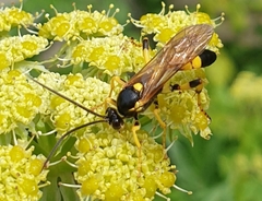 Ichneumon sarcitorius