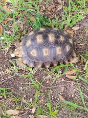 Centrochelys sulcata