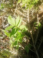 Cardamine macrophylla