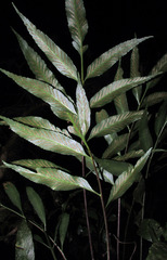Asplenium oligophyllum