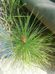 Pinus sibirica