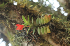 Fernandezia sanguinea