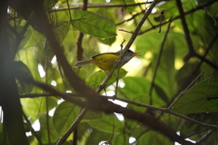 Phyllergates cucullatus