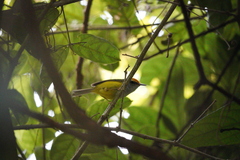 Phyllergates cucullatus