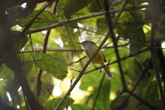 Phyllergates cucullatus