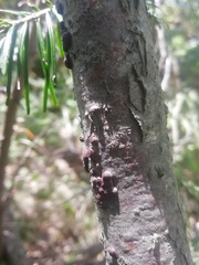 Abies sibirica