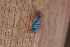 Chrysis fulgida