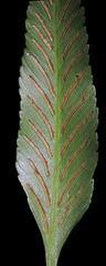 Asplenium oligophyllum