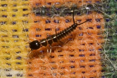 Nebriinae