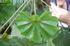 Cecropia pachystachya