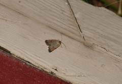 Micrathetis