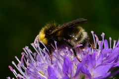 Bombus