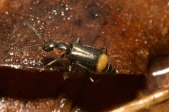 Axinotarsus pulicarius