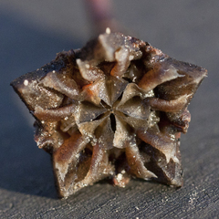 Lampranthus spiniformis