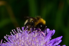 Bombus