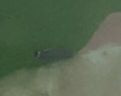 Stigmella castaneaefoliella