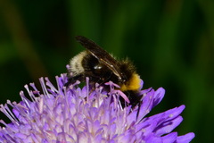 Bombus